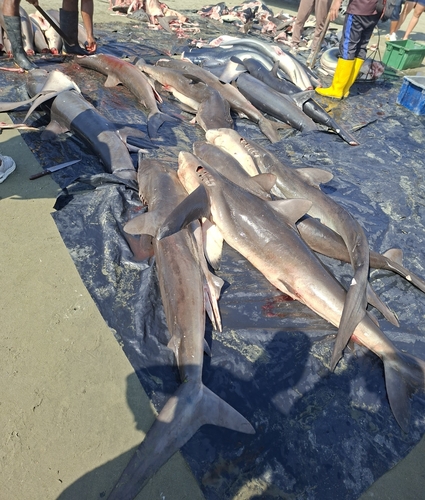 Carcharhinus falciformis observed 2026-08-24