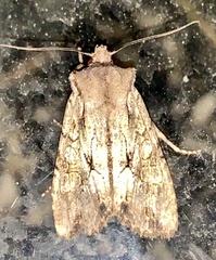 Lithophane disposita