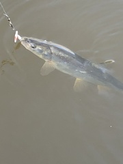 Ptychocheilus oregonensis