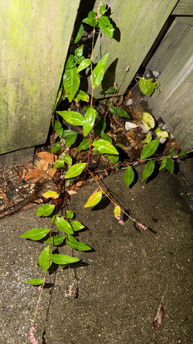 low smartweed