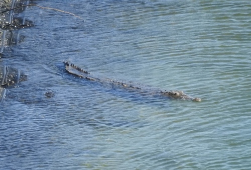 American Crocodile observed by noammarkus