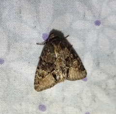 Phosphila turbulenta