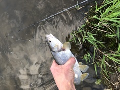 Ptychocheilus oregonensis