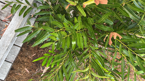 Acrostichum speciosum observed 2026-10-16