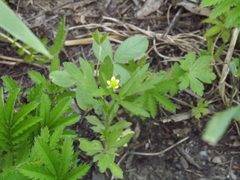 Ranunculus chinensis