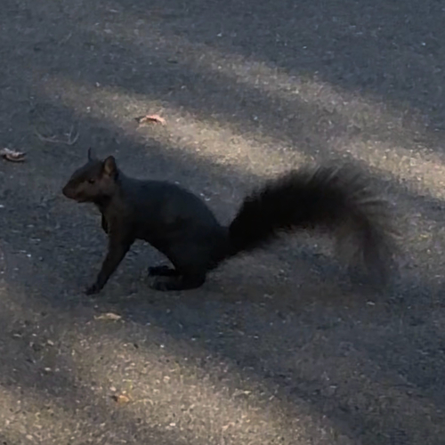 Eastern Gray Squirrel