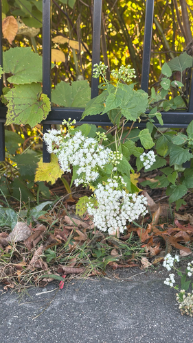white snakeroot