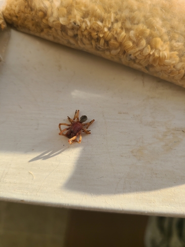 Woodlouse Spider