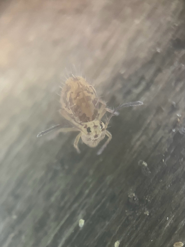 Ptenothrix maculosa