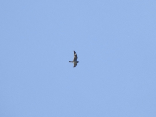 Common Nighthawk observed by noammarkus