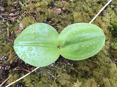 Platanthera orbiculata