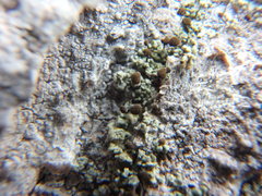 Chaenotheca trichialis