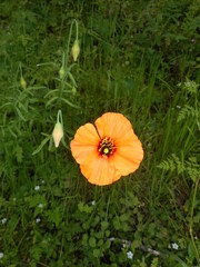 Papaver heterophyllum