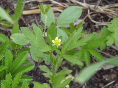 Ranunculus chinensis