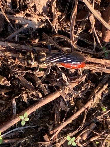 Larra bicolor