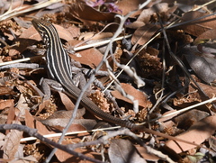 Aspidoscelis sonorae