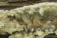 Inonotus glomeratus