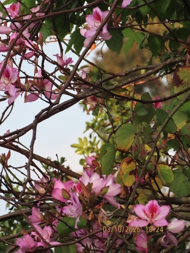 Bauhinia variegata observed 2026-10-03