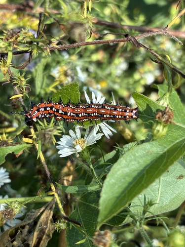 Variegated Fritillary