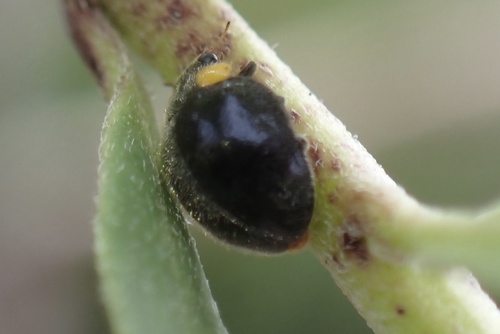 Yellow-shouldered Ladybird photo 4