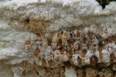 Inonotus glomeratus