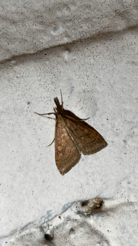 Celery Leaftier Moth