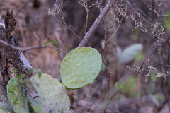 Opuntia rileyi