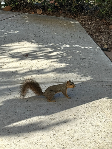 Eastern Fox Squirrel
