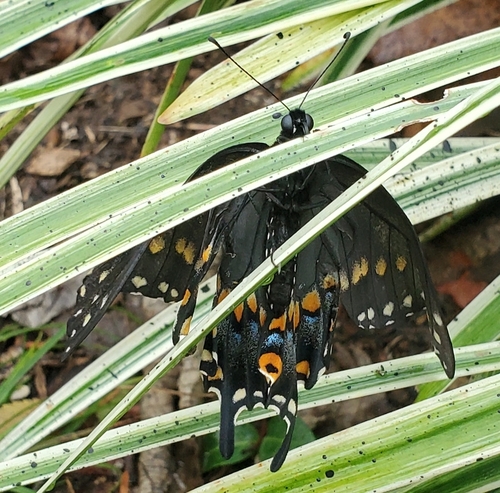 Eastern Black Swallowtail
