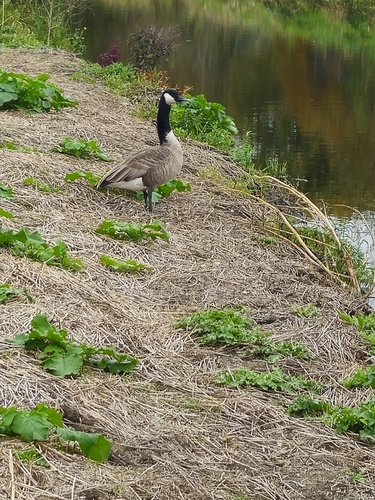 Branta canadensis observed 2026-10-15