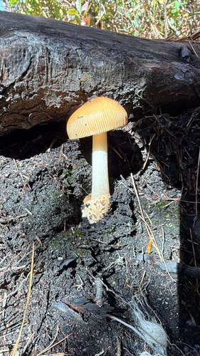 amanita mushrooms