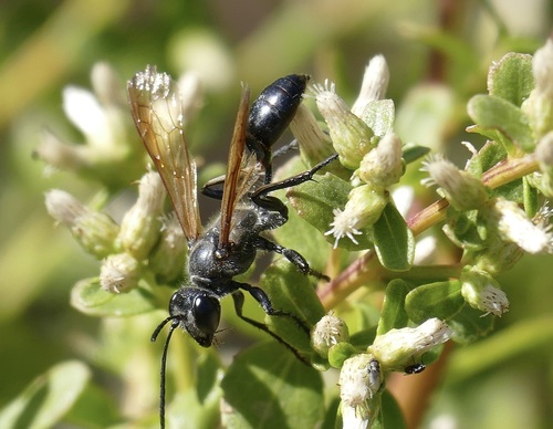 Mexican Grass-carrying Wasp