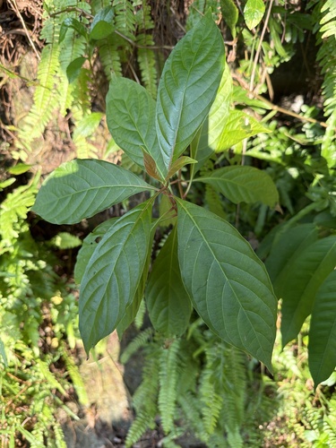 Wendlandia formosana observed 2026-10-16