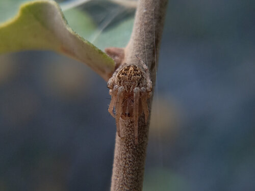 Gorse Orbweaver