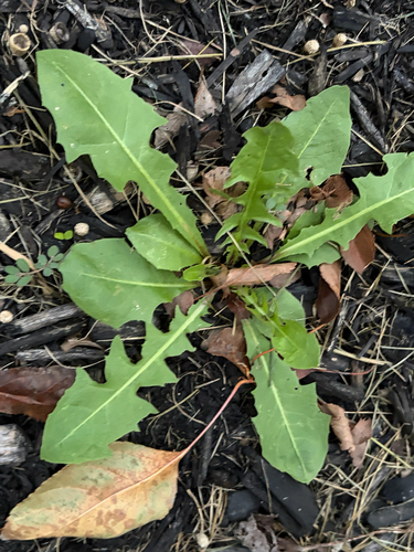 common dandelion