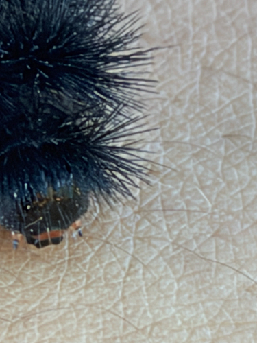 Isabella Tiger Moth