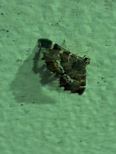 Spotted Beet Webworm Moth