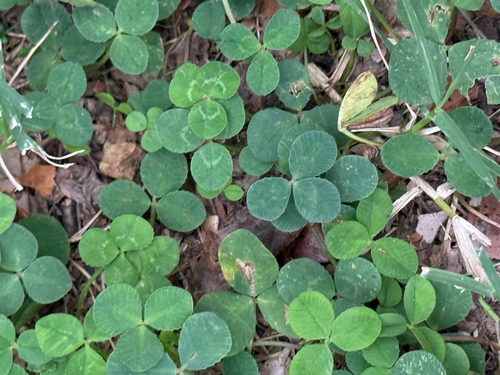white clover
