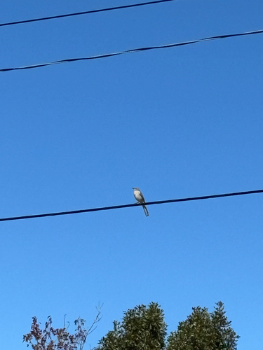 Northern Mockingbird