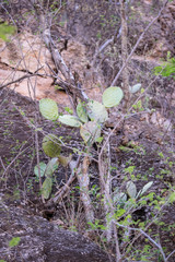 Opuntia rileyi