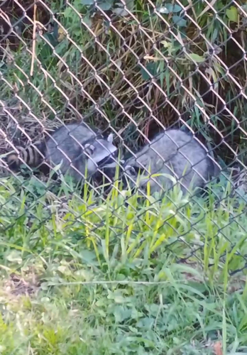 Common Raccoon