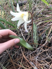 Erythronium citrinum