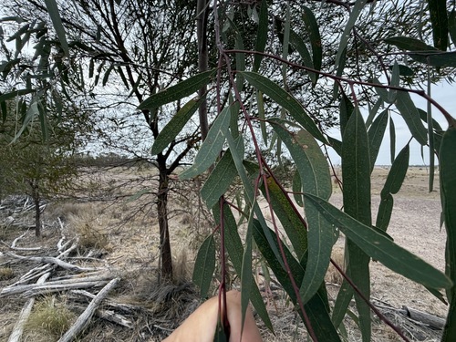 Eucalyptus exserta observed 2026-10-13