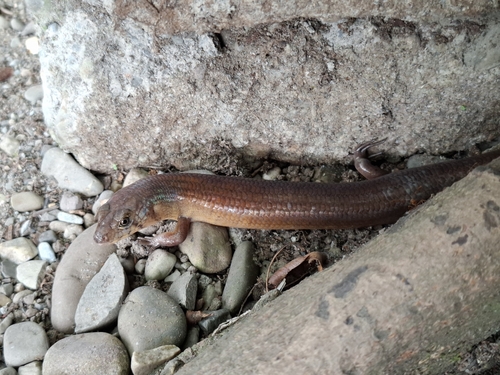 Eugongylus rufescens observed 2026-10-16