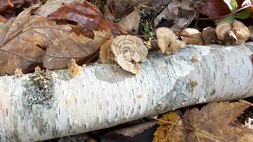 Turkey-tails and allies