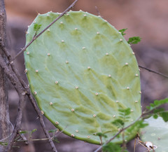 Opuntia rileyi
