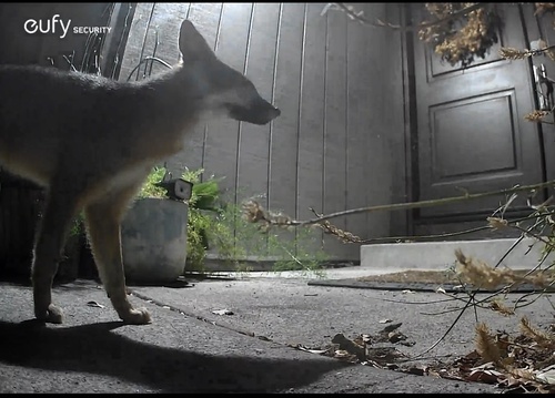 Gray Fox