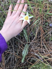 Erythronium citrinum