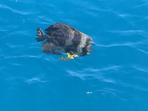Platax teira observed 2026-10-15