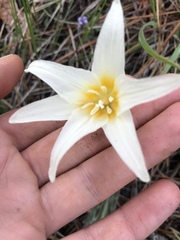 Erythronium citrinum